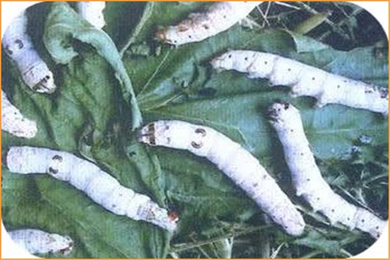 细菌病